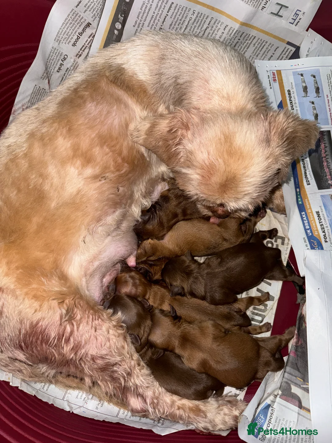 Shih Tzu dogs for stud: stunning chocolate stud boy  in Saint Helens - Advert 24