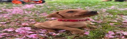 Mixed Breed dogs for sale: 8 beautiful red Vizslador puppies vizsla Labrador  in Ipswich - Advert 9