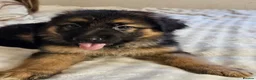German Shepherd dogs for sale: Long haired German shepherd pups  - Advert 25