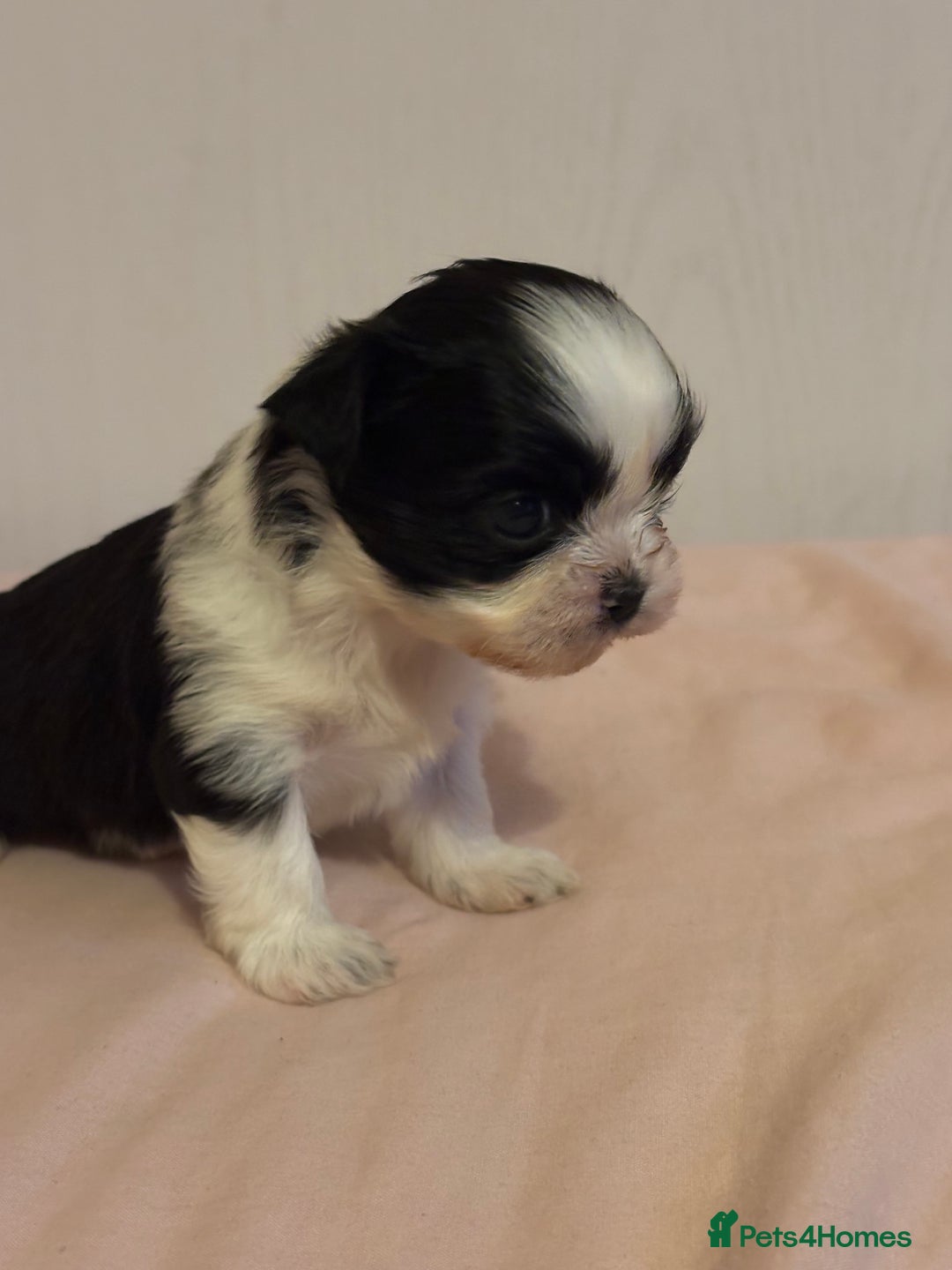 Shih Tzu dogs for sale: Shih Tzu puppies - Advert 14