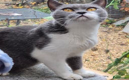 British Shorthair cats for sale: Stunning and super cuddly Pedigree BSH GCCF reg - Advert 2