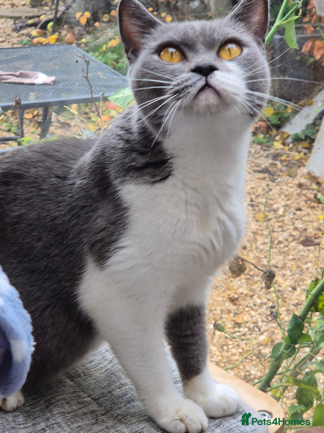 British Shorthair cats for sale: Stunning and super cuddly Pedigree BSH GCCF reg - Advert 2