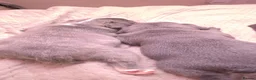 French Bulldog dogs for sale: FRENCH BULLDOG PUPS LOVING FOR A PET HOME - Advert 12