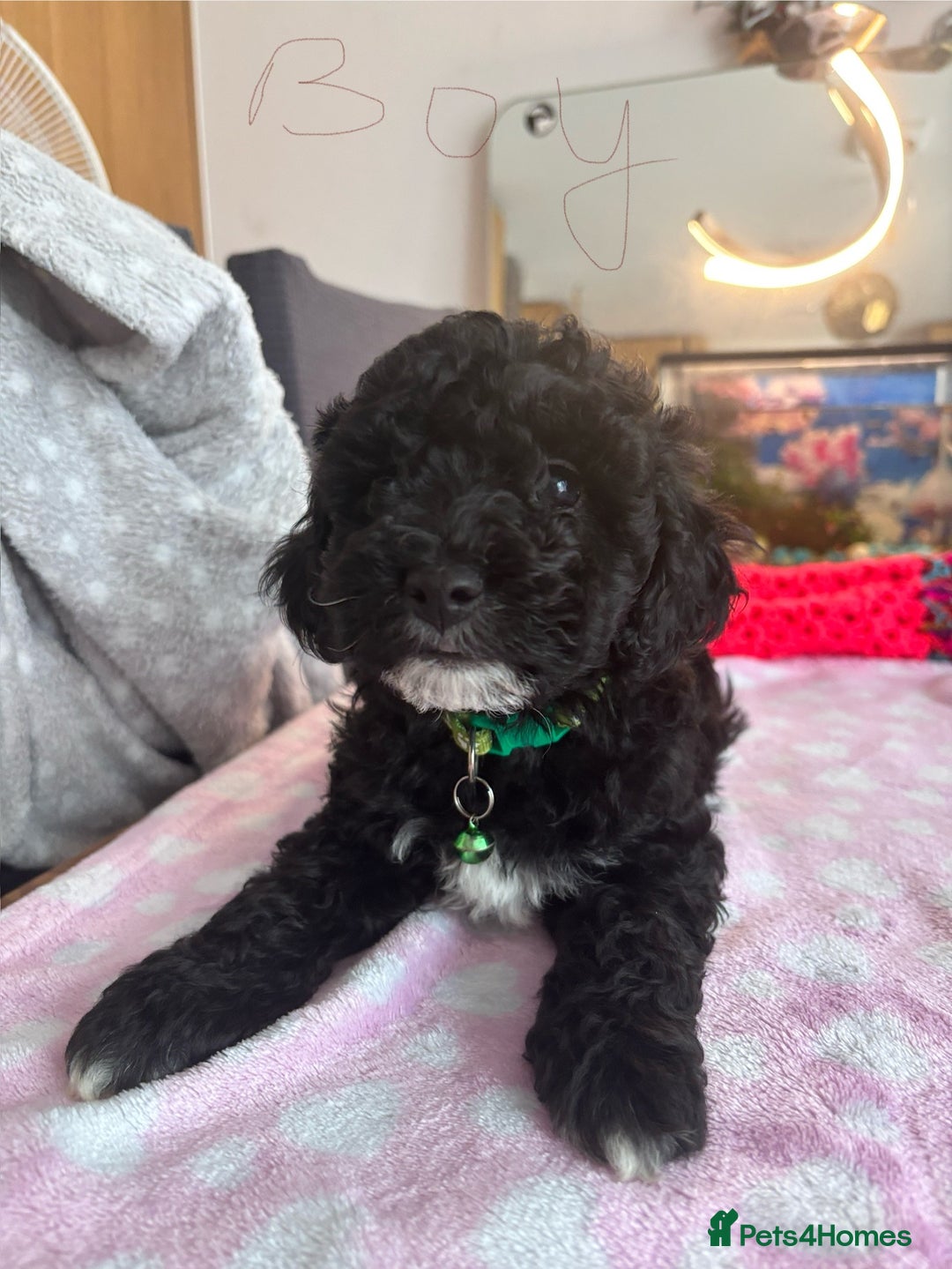 Toy Poodle dogs for sale: Beautiful toy poodle boy - Image 4