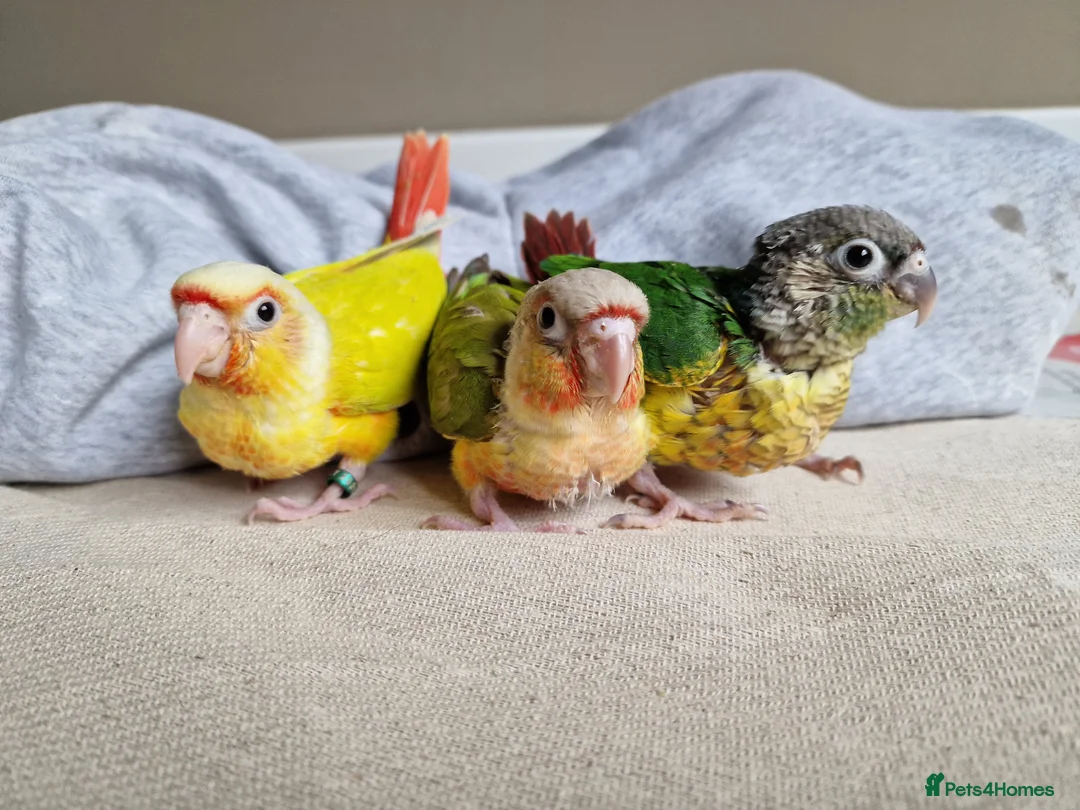 Conures birds for sale: Beautiful fully hand reared conure baby's  - Advert 8