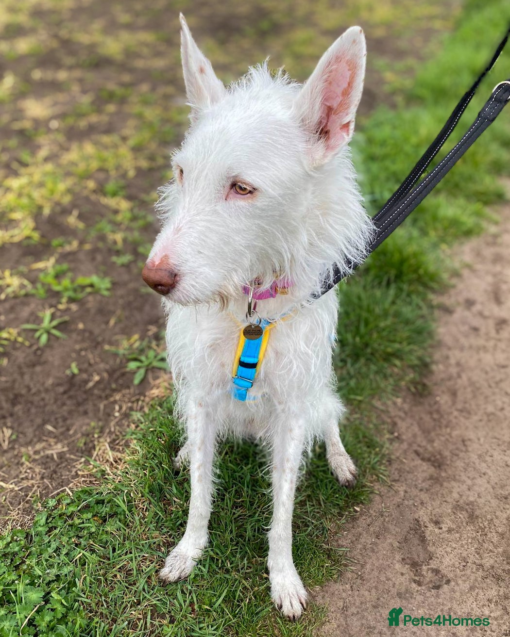Ibizan Hound dogs Babu - Spanish Podenco  - Advert 2