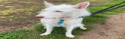 Ibizan Hound dogs for adoption: Babu - Stunning Spanish Podenco  - Advert 15