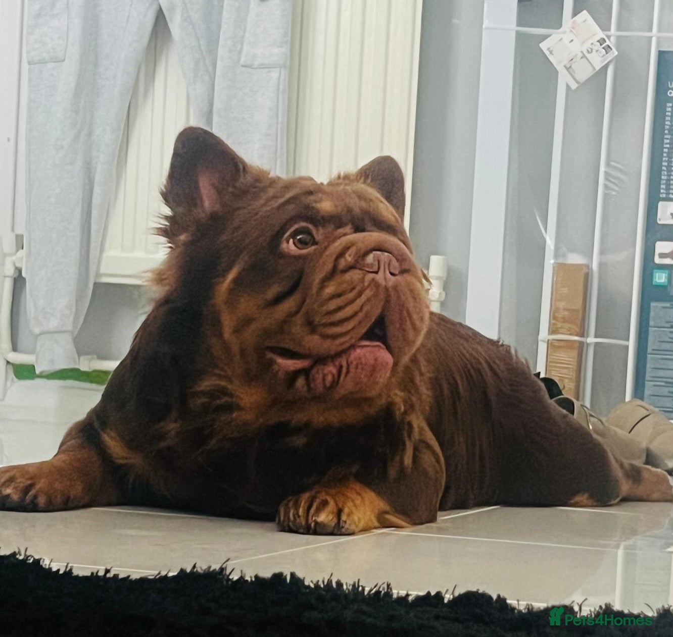 French Bulldog dogs Fluffy Rojo & Cherry Tan Big** STUD From £500 - Advert 1