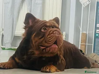 French Bulldog dogs Fluffy Rojo & Cherry Tan Big** STUD From £500 - Advert 1