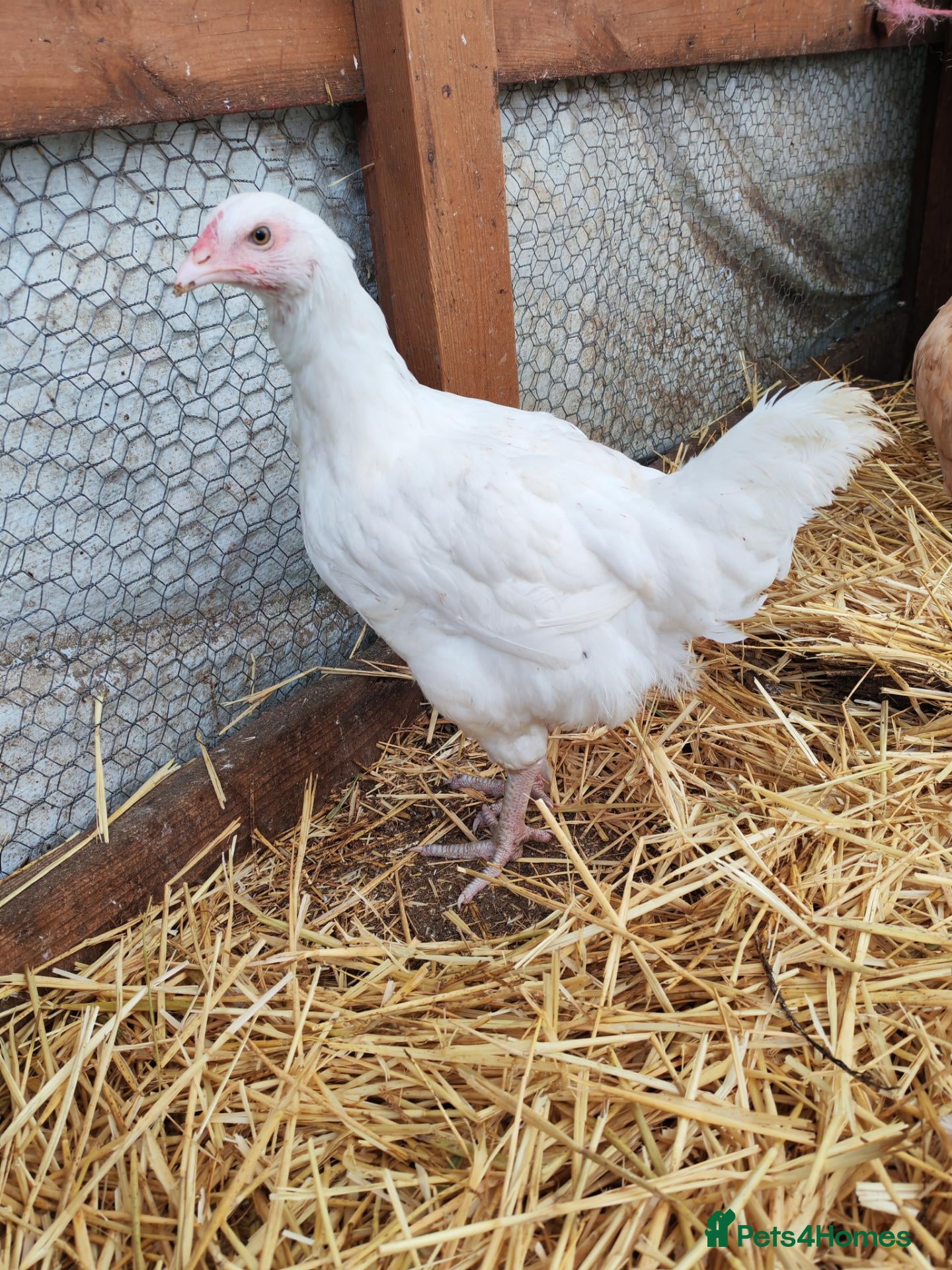 Chickens poultry Chickens - point of lay hens for sale  - Advert 5