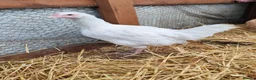 Chickens poultry for sale: Chickens - point of lay hens for sale  - Advert 2