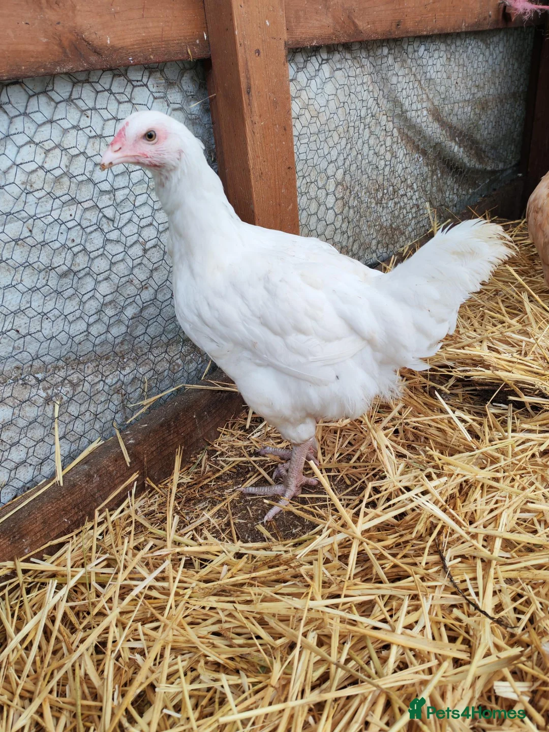 Chickens poultry for sale: Chickens - point of lay hens for sale  - Advert 2