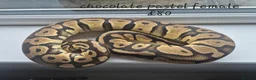 Mixed Breed invertebrates for sale: Reptile & bug collection for sale - Advert 11
