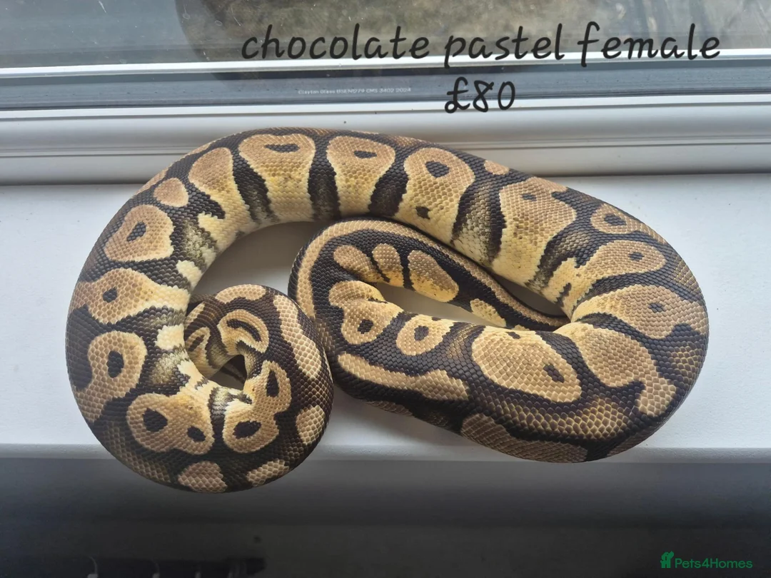 Mixed Breed invertebrates for sale: Reptile & bug collection for sale - Advert 11