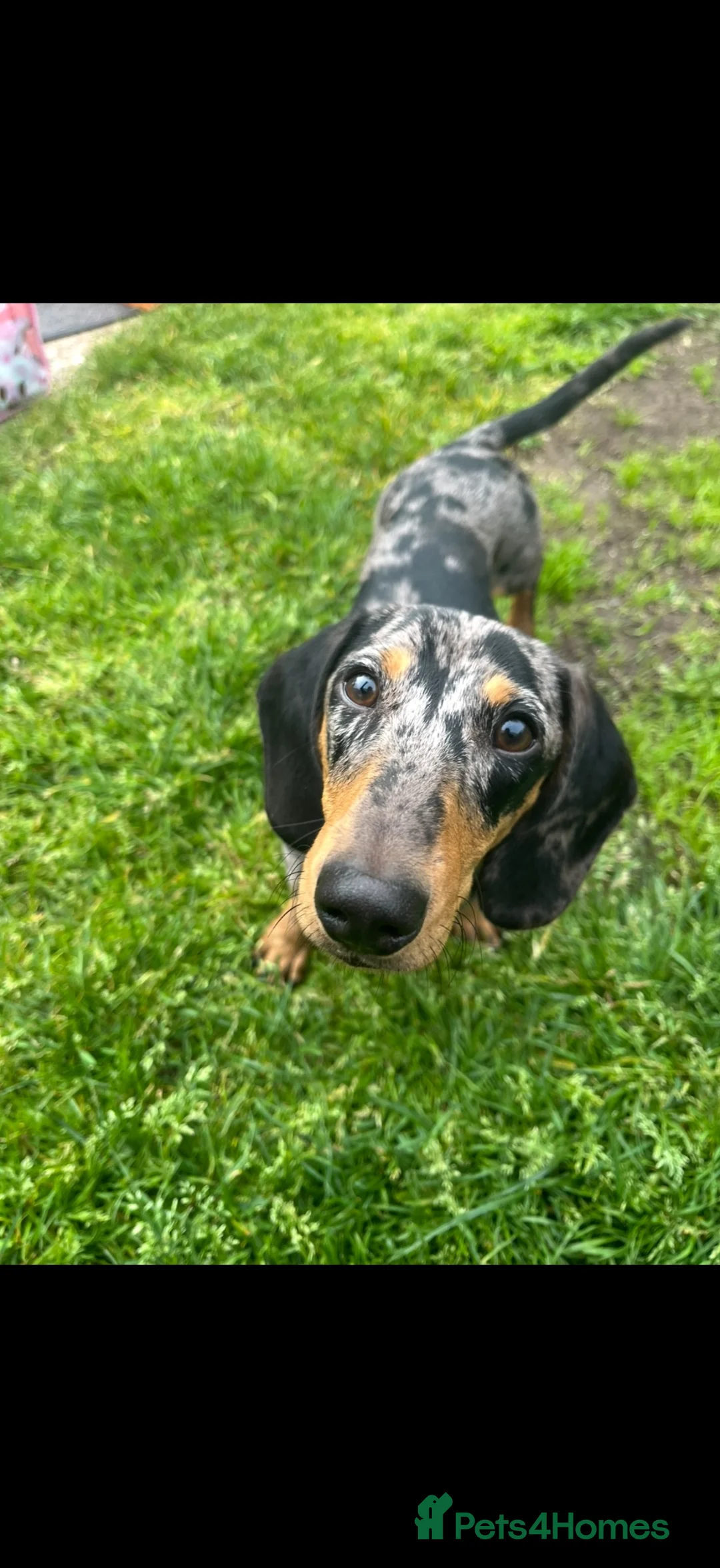 Dachshund dogs for sale: 10month old dachshund  - Advert 3