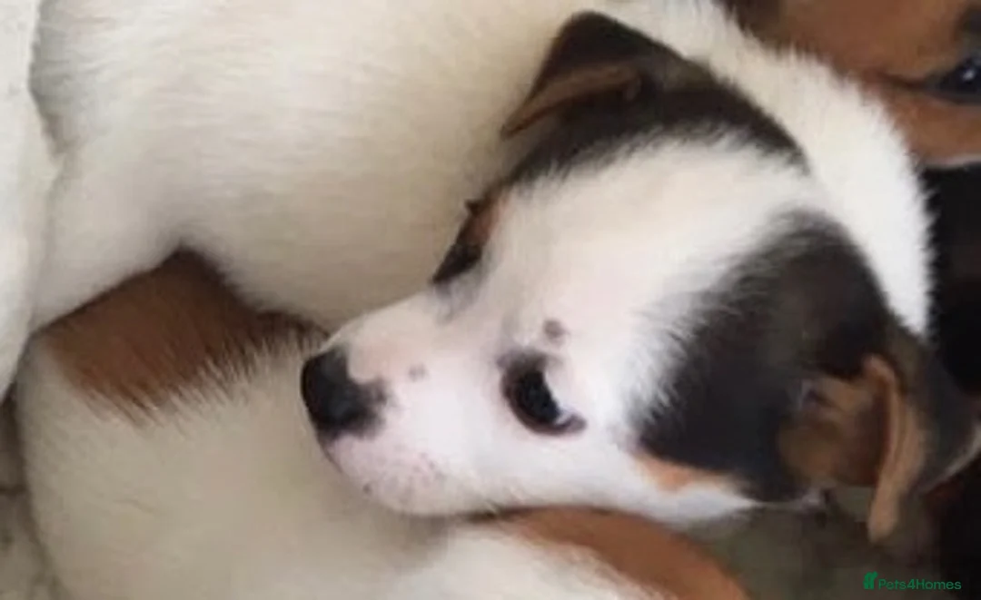 Mixed Breed dogs for sale: Beautiful jack Russell puppies - Advert 2