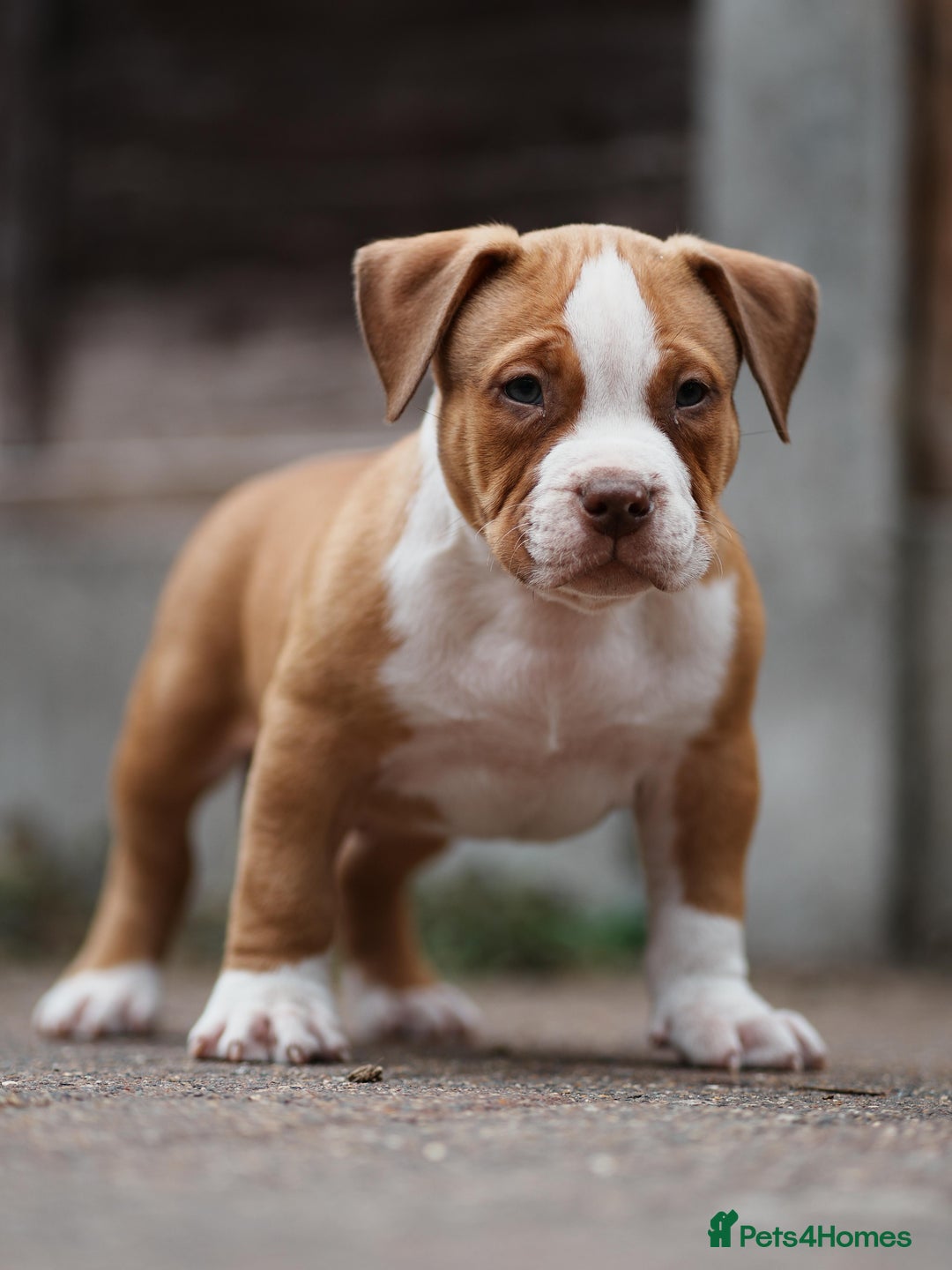 American Bully dogs for sale: Champion Bloodline American Pocket Bully Puppies - Image 18
