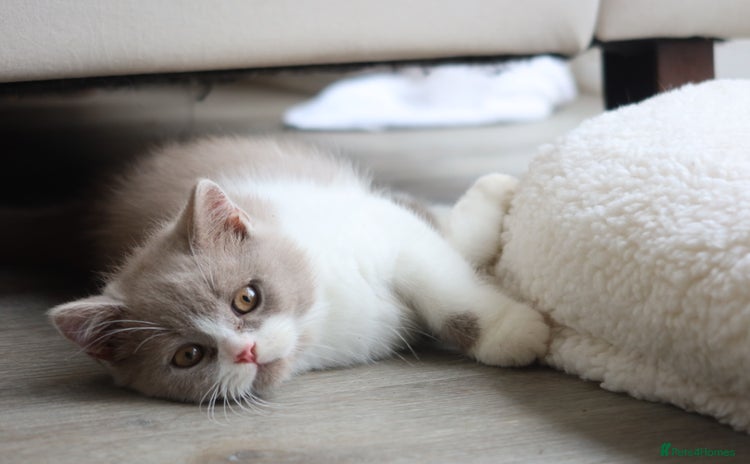 British Shorthair cats - Advert 10