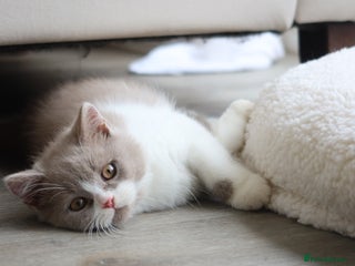 British Shorthair cats - Advert 27