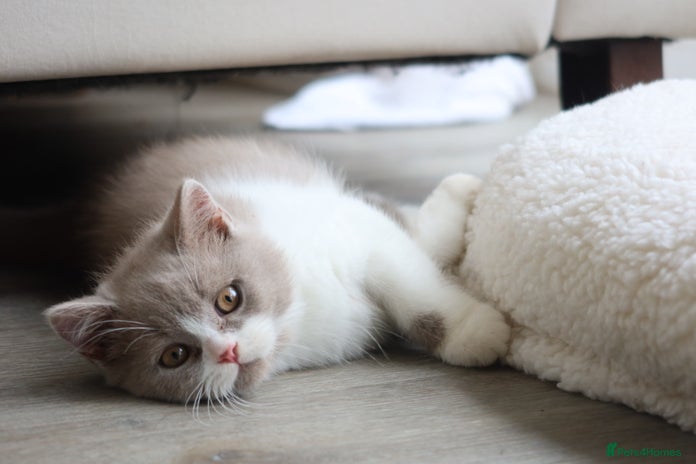 British Shorthair cats - Advert 12