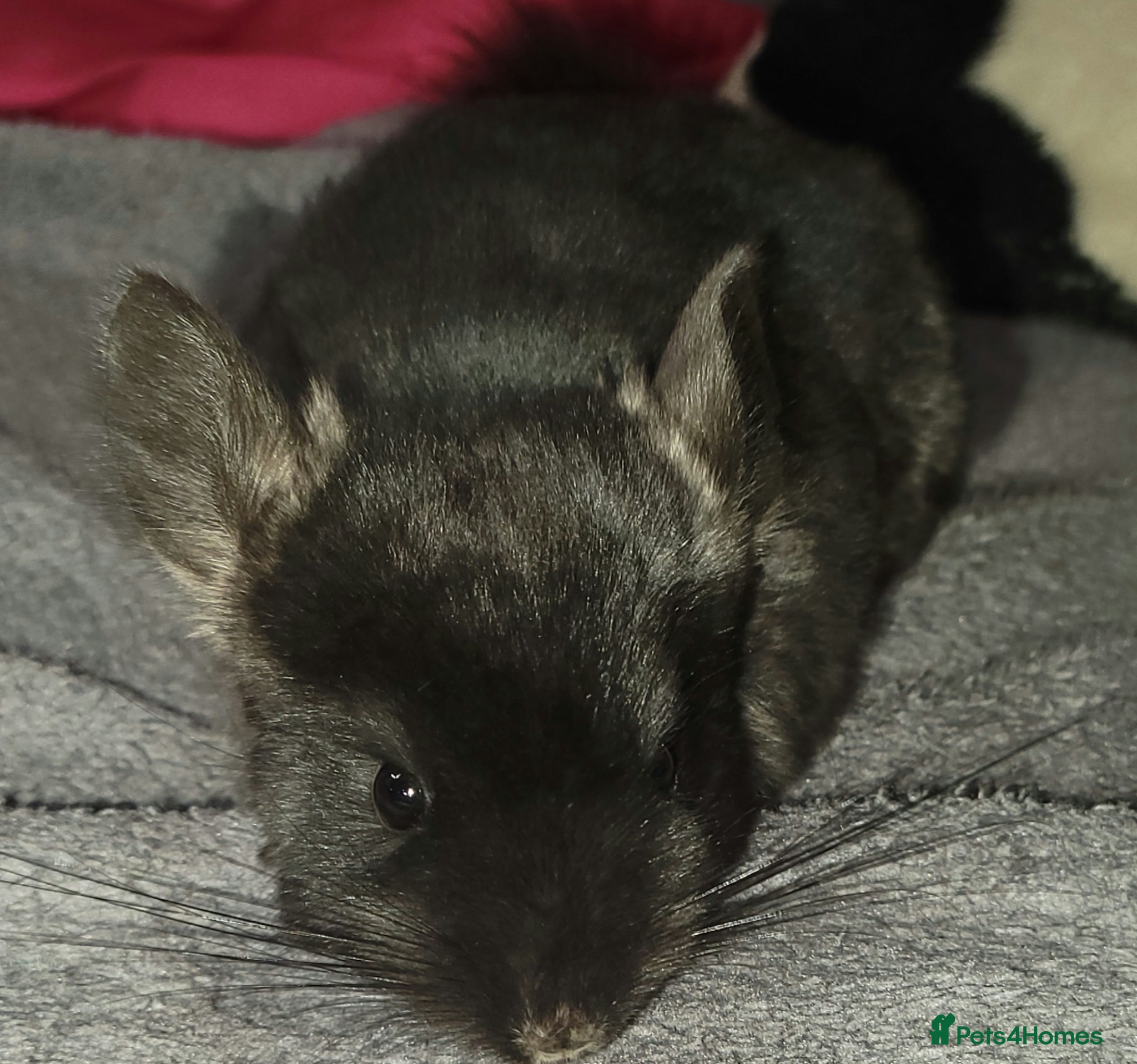 Chinchilla rodents Baby chinchillas for sale  - Advert 7