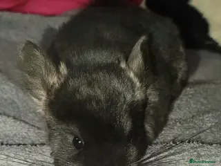 Chinchilla rodents Baby chinchillas for sale - Advert 7
