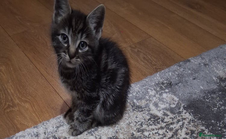 Domestic Shorthair cats - Advert 5