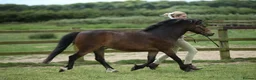 Welsh Section A horses for sale: Gizmo the ultimate children’s pony  in Dereham - Advert 4
