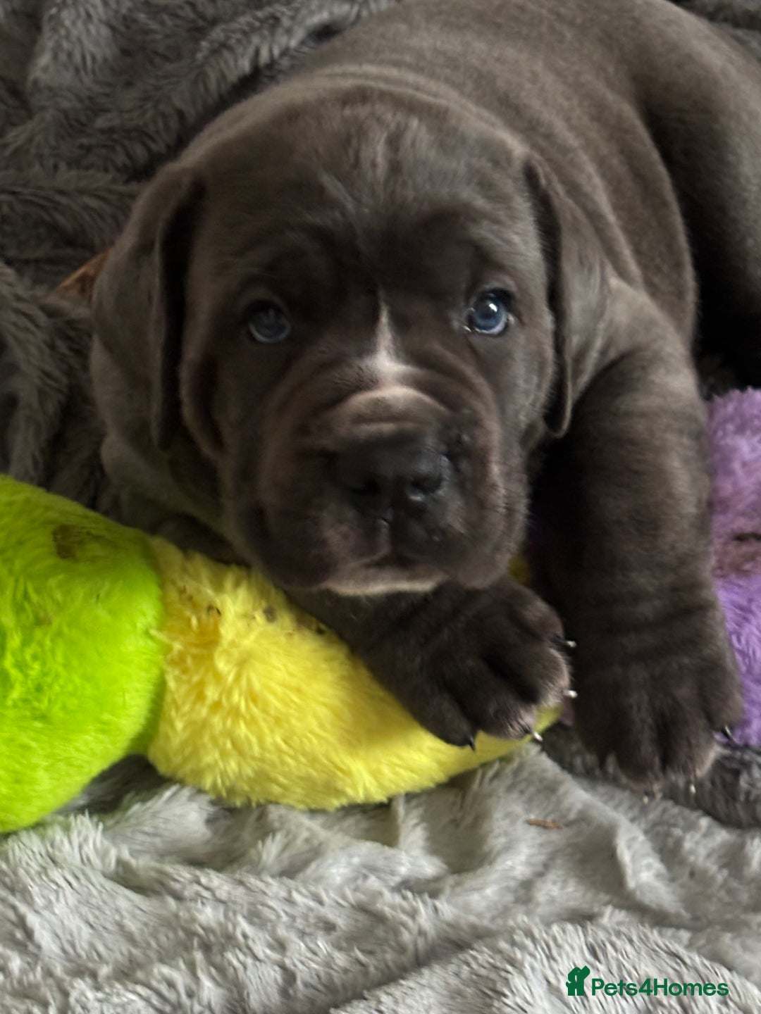 Cane Corso dogs for sale: Cane corso puppies looking for their forever homes - Image 5