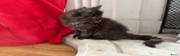 Maine Coon cats for sale: Maine Coon Kittens 2 males  - Advert 10