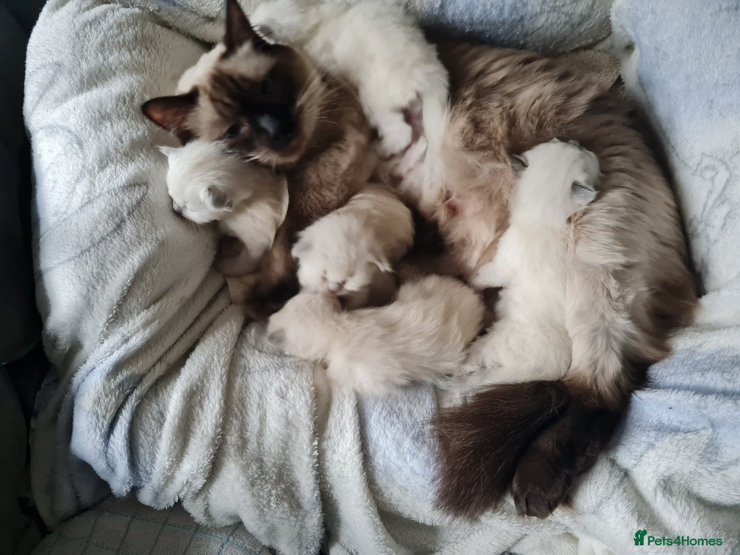 Ragdoll cats for sale: GCCF Registered Pedigree Ragdoll Kittens - Advert 11