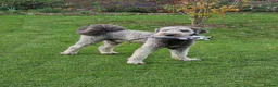 Sheepadoodle dogs for sale: Finn, 4 year old Male Sheepadoodle - Advert 4