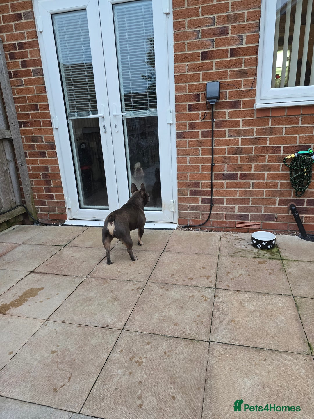 French Bulldog dogs for sale: French bulldog, male 4 years old  - Image 2
