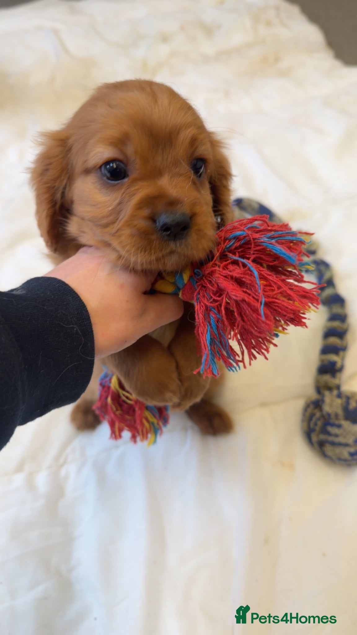 Cavalier King Charles Spaniel dogs 4 gorgeous Cavaliers for sale - Advert 6