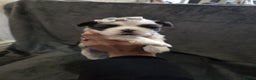 Shih Tzu dogs for sale: Small beautiful Shih tzu puppies - Advert 9