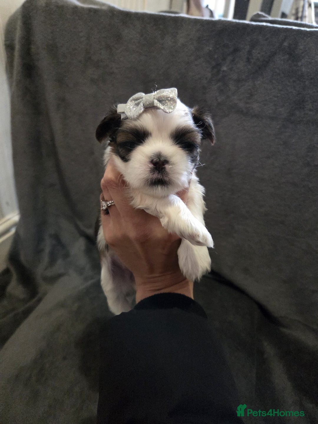 Shih Tzu dogs for sale: Small beautiful Shih tzu puppies - Advert 9
