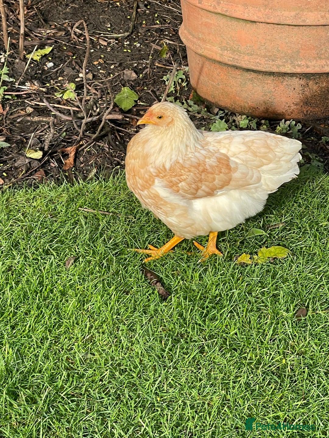 Chickens poultry for sale: BANTAM WYANDOTTE HENS, COCKERELS & TRIOS - Image 7