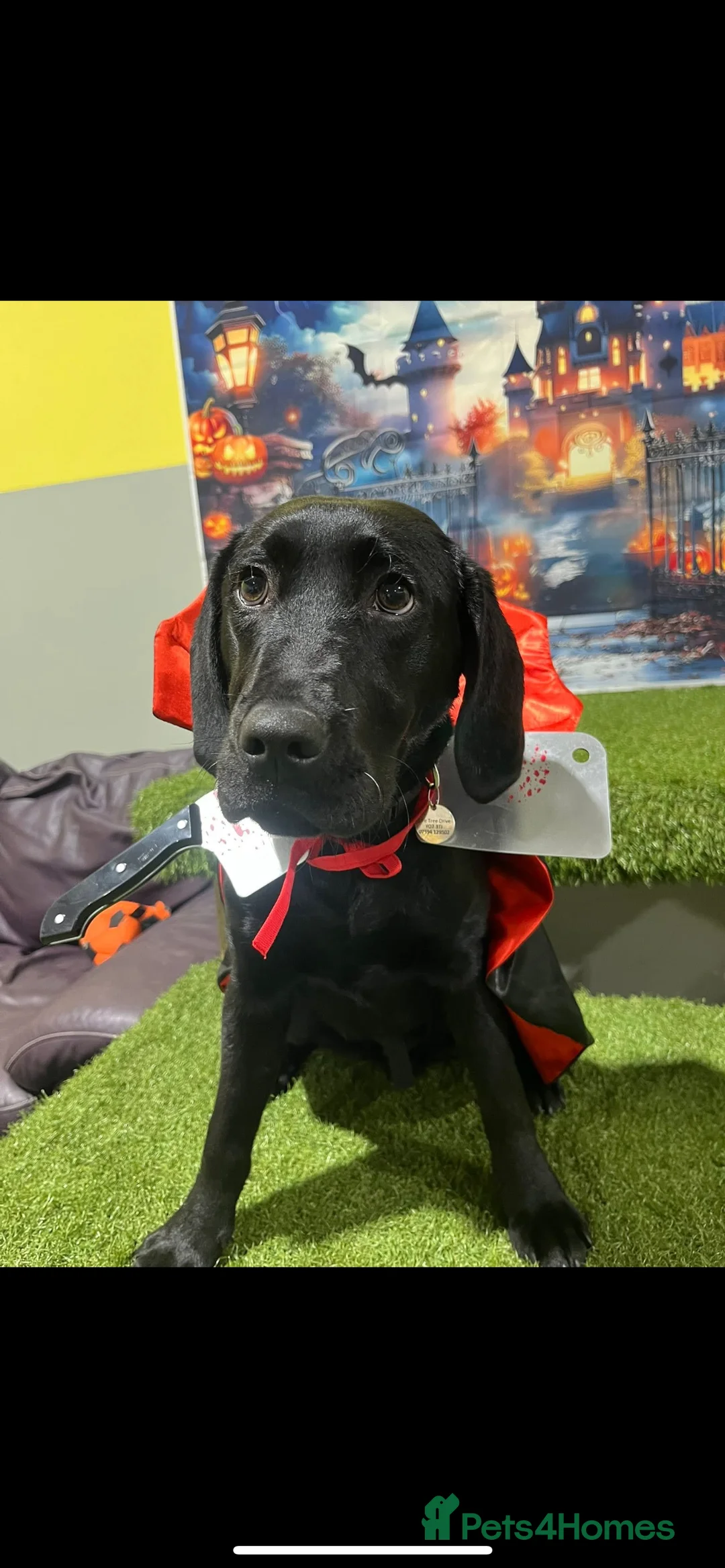 Mixed Breed dogs for sale: Labrador cross dalmation - Advert 1