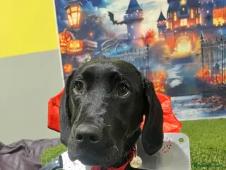 Mixed Breed dogs Labrador cross dalmation - Advert 1