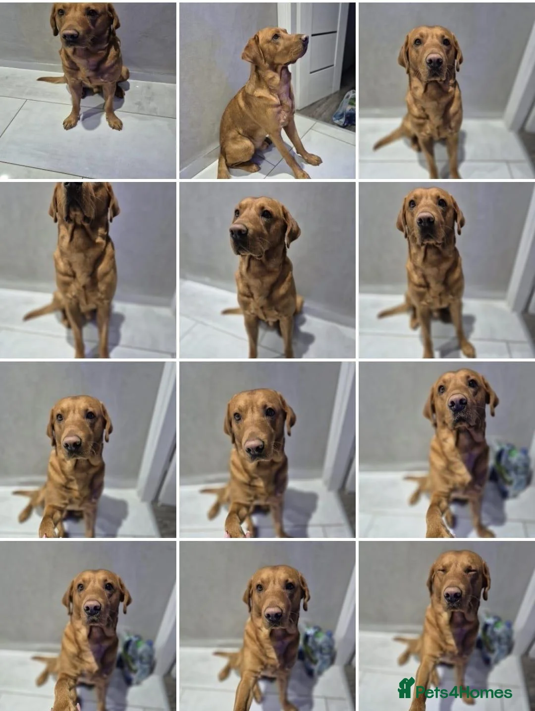 Labrador Retriever dogs for stud: Bruce in Northallerton - Advert 4