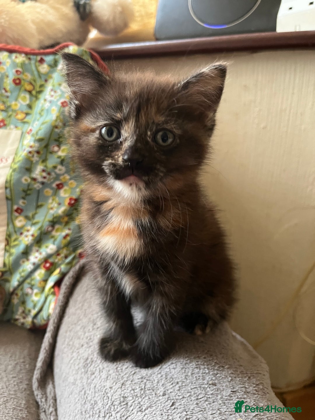 Domestic Shorthair cats for sale: Shorthair Kittens - Image 17