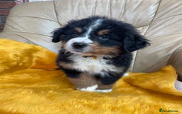 Bernese Mountain Dog dogs for sale: Boys and girls available.  - Image 1