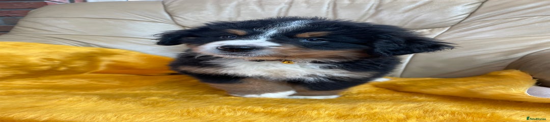 Bernese Mountain Dog Puppy 1