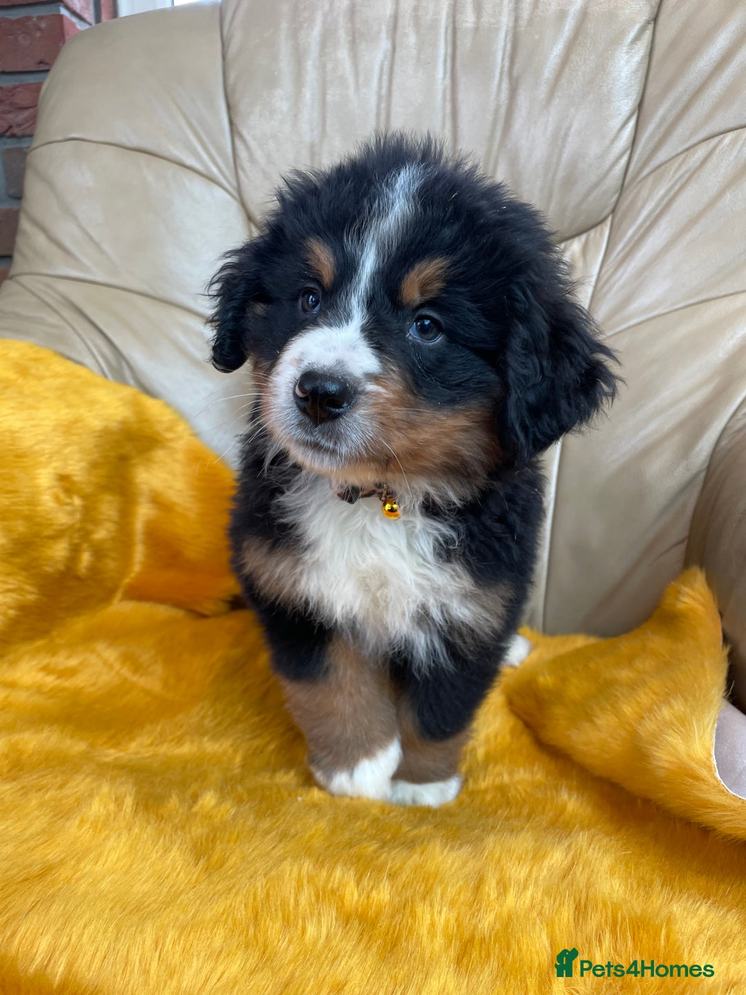 Bernese Mountain Dog dogs for sale: Boys and girls available.  - Image 1