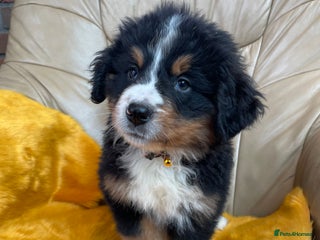 Bernese Mountain Dog dogs - Advert 24