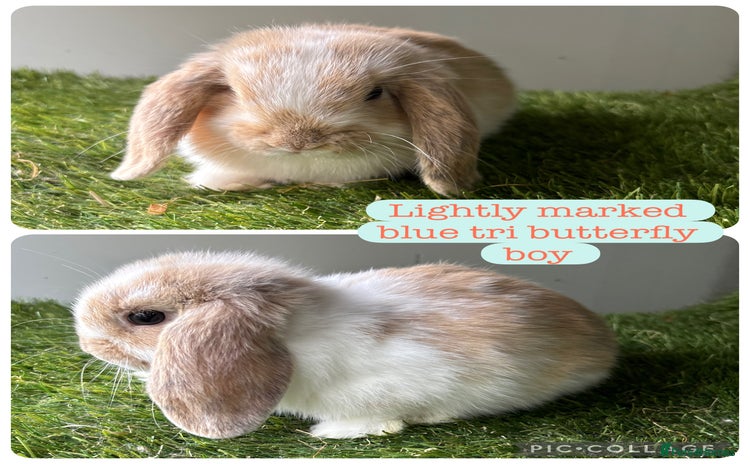 Mini Lop rabbits - Advert 2