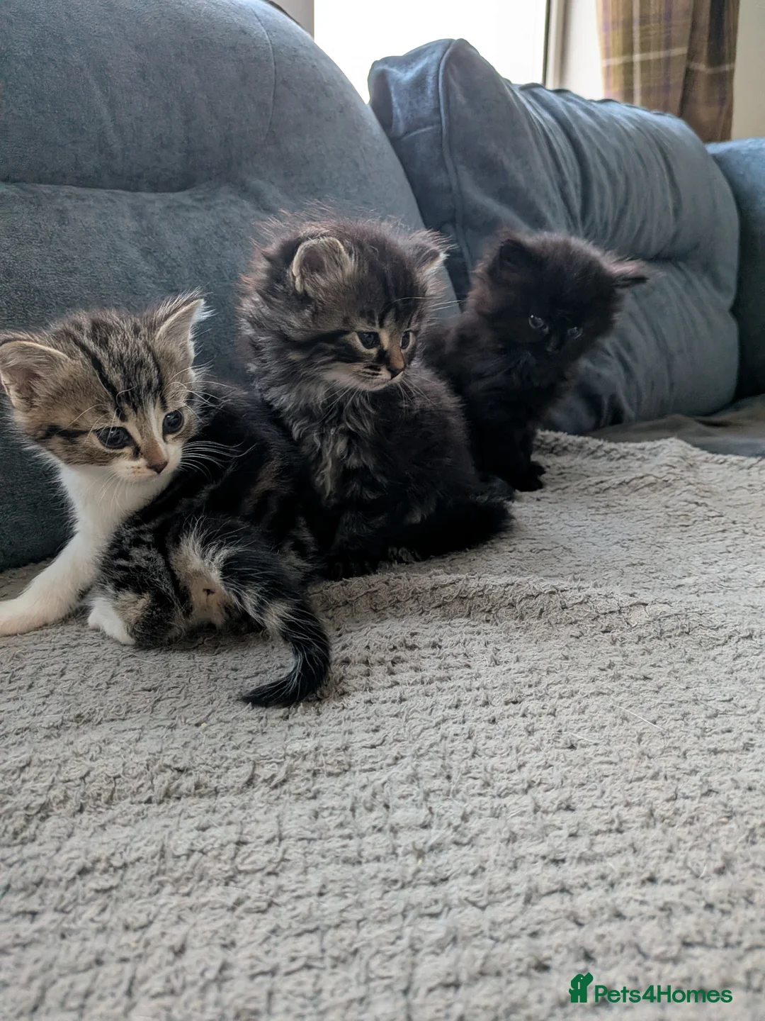 Mixed Breed cats for sale: Beautiful mix breed kittens - Advert 1