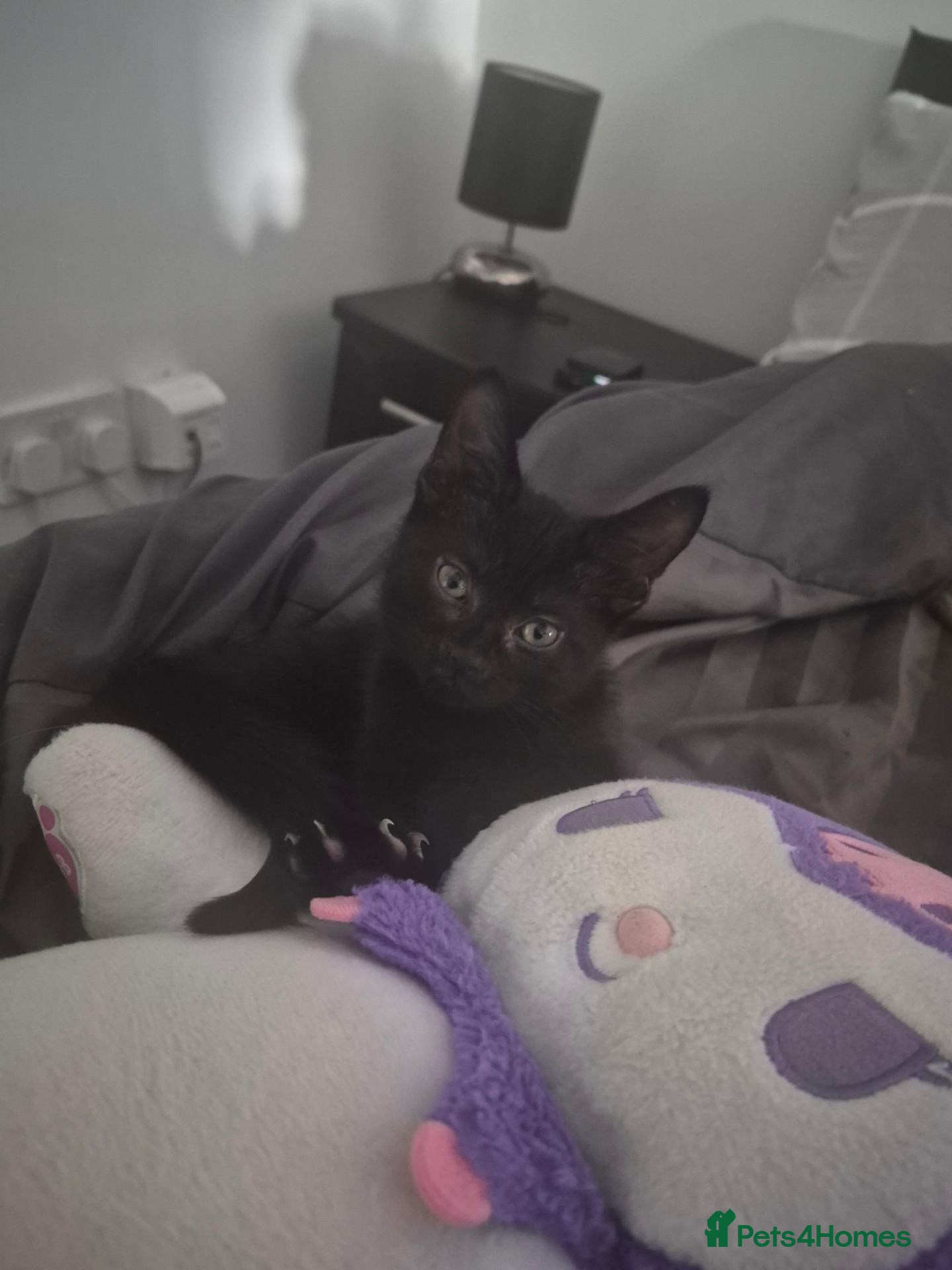 Mixed Breed cats Kitten for sale - Advert 4