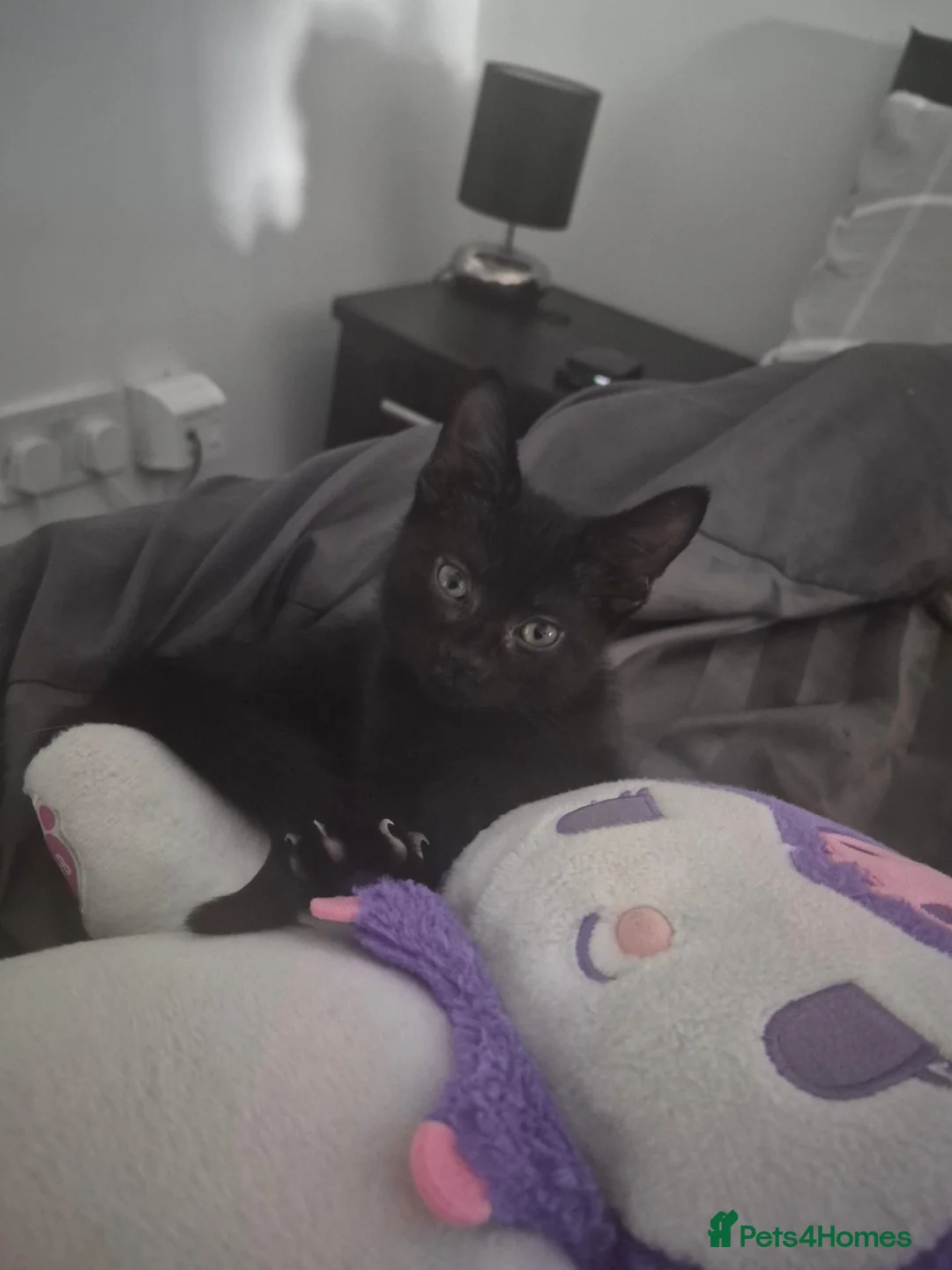 Mixed Breed cats for sale: Kitten for sale in Halifax - Advert 1