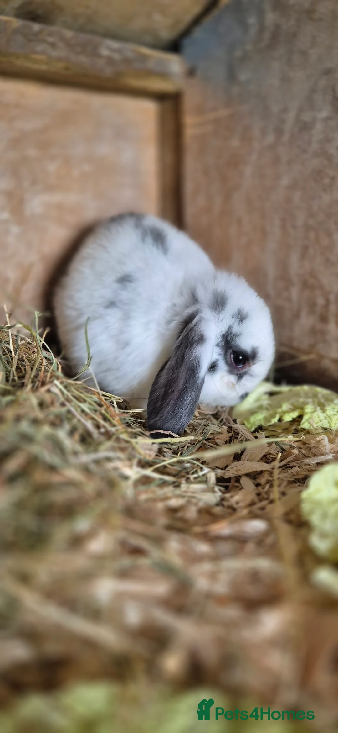 Mixed Breed rabbits for sale: BEAUTIFUL lop x lionhead babies - Advert 3